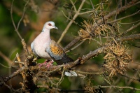 Hrdlicka divoka - Streptopelia turtur - Turtle Dove 5358